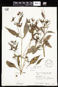 Bidens connata image