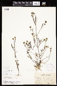 Bidens connata image