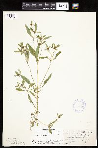 Bidens connata image