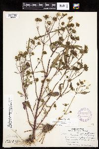 Bidens connata image