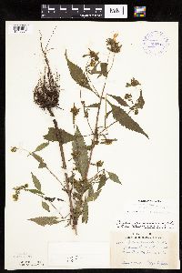 Bidens connata image
