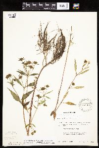 Bidens connata image