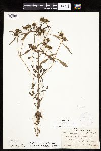 Bidens connata image