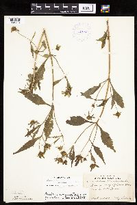 Bidens connata image