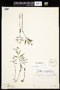 Bidens connata image