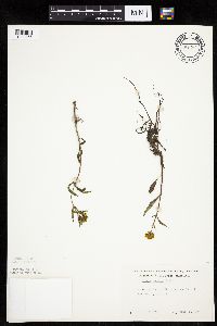 Bidens connata image