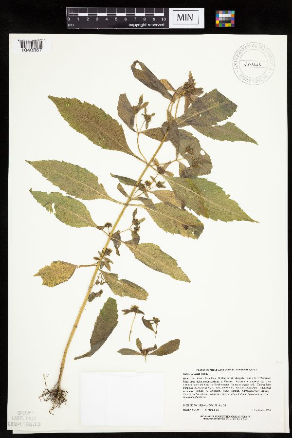 Bidens connata image