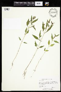 Bidens connata image