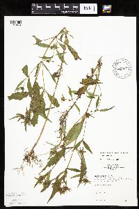 Bidens connata image
