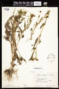 Bidens connata image