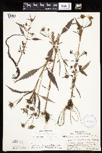 Bidens connata image