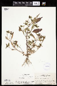 Bidens connata image