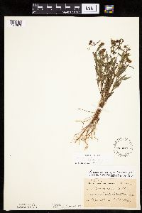 Bidens connata image