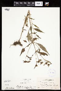 Bidens connata image