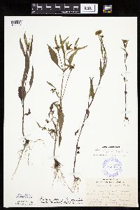Bidens connata image
