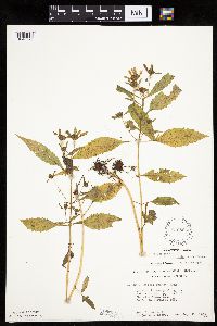 Bidens connata image