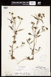 Bidens connata image