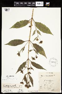 Bidens connata image
