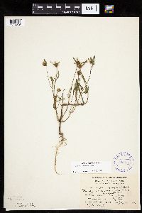 Bidens connata image
