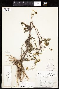 Bidens connata image