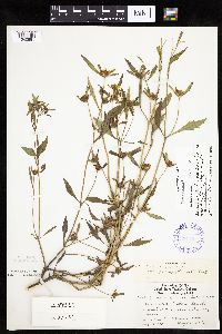 Bidens connata image