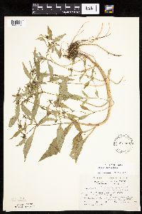 Bidens connata image