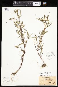 Bidens connata image