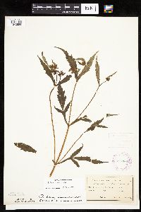 Bidens connata image