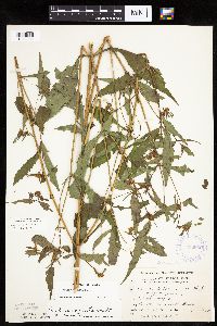 Bidens connata image
