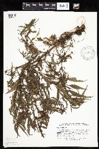 Bidens connata image