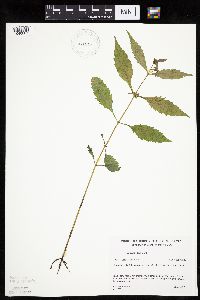 Bidens connata image