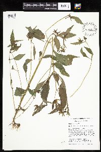 Bidens connata image