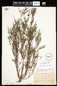 Bidens connata image