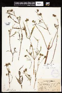 Bidens connata image