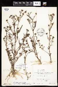 Bidens connata image