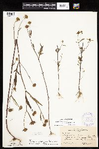 Bidens connata image