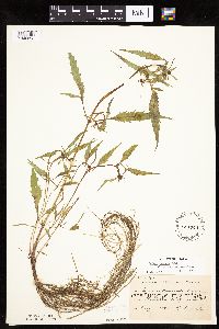 Bidens connata image