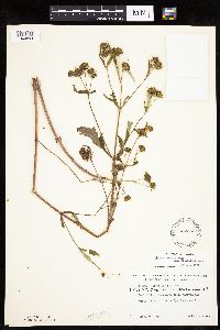 Bidens connata image