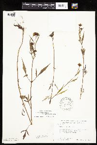 Bidens connata image