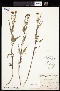 Bidens connata image