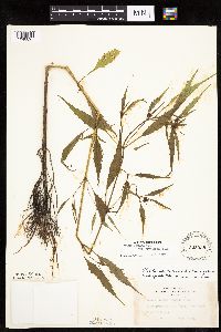 Bidens connata image