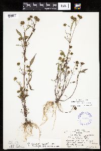 Bidens connata image