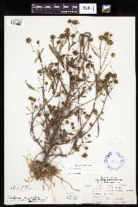 Bidens connata image