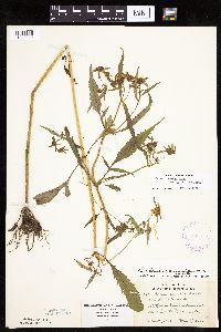 Bidens connata image