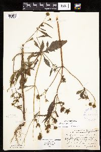 Bidens connata image