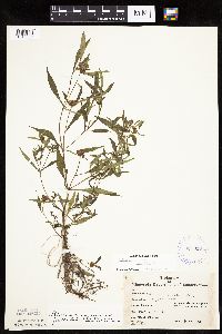 Bidens connata image
