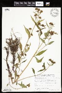 Bidens connata image