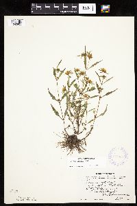 Bidens connata image