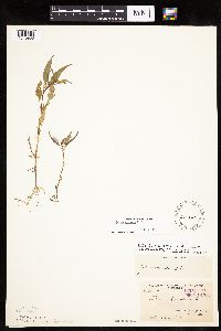 Bidens connata image