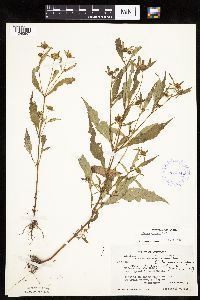 Bidens connata image